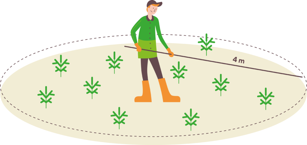 Piirroskuva. Nuori neljän metrin kepin kanssa pyörähtämässä ympyräkoealaa ja laskemassa koealalle jäävien taimien määrää. Oikean istutustiheyden tarkistaminen. 